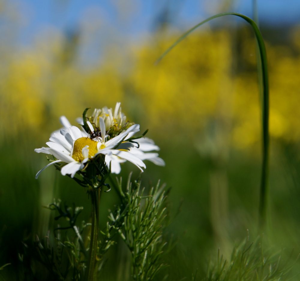 Wild und schön 5