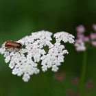 wild und schön 8 mit Käfer