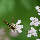 wild und schön 8 mit Schwebi