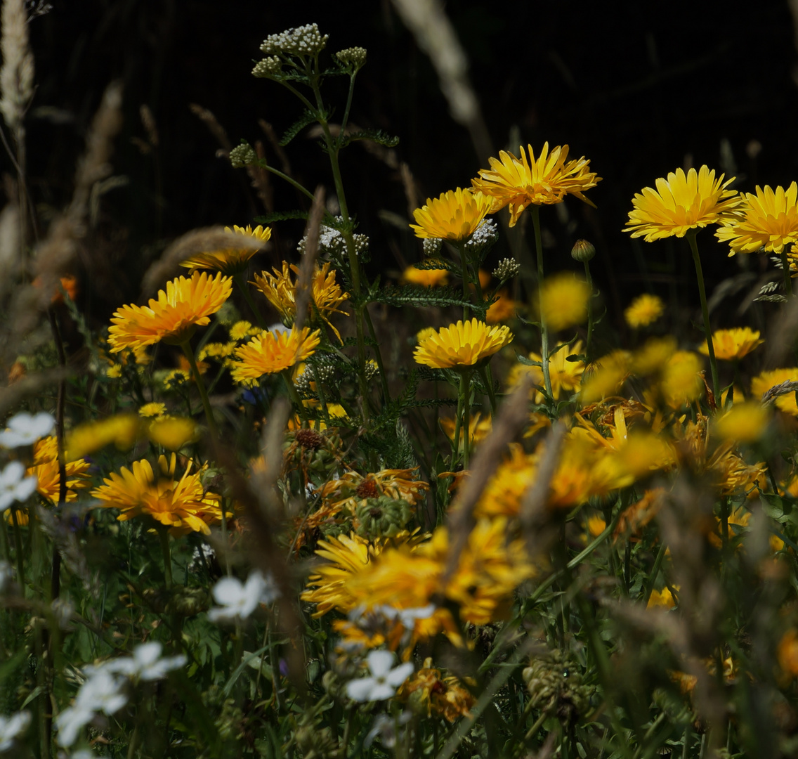 Wild-und  schön