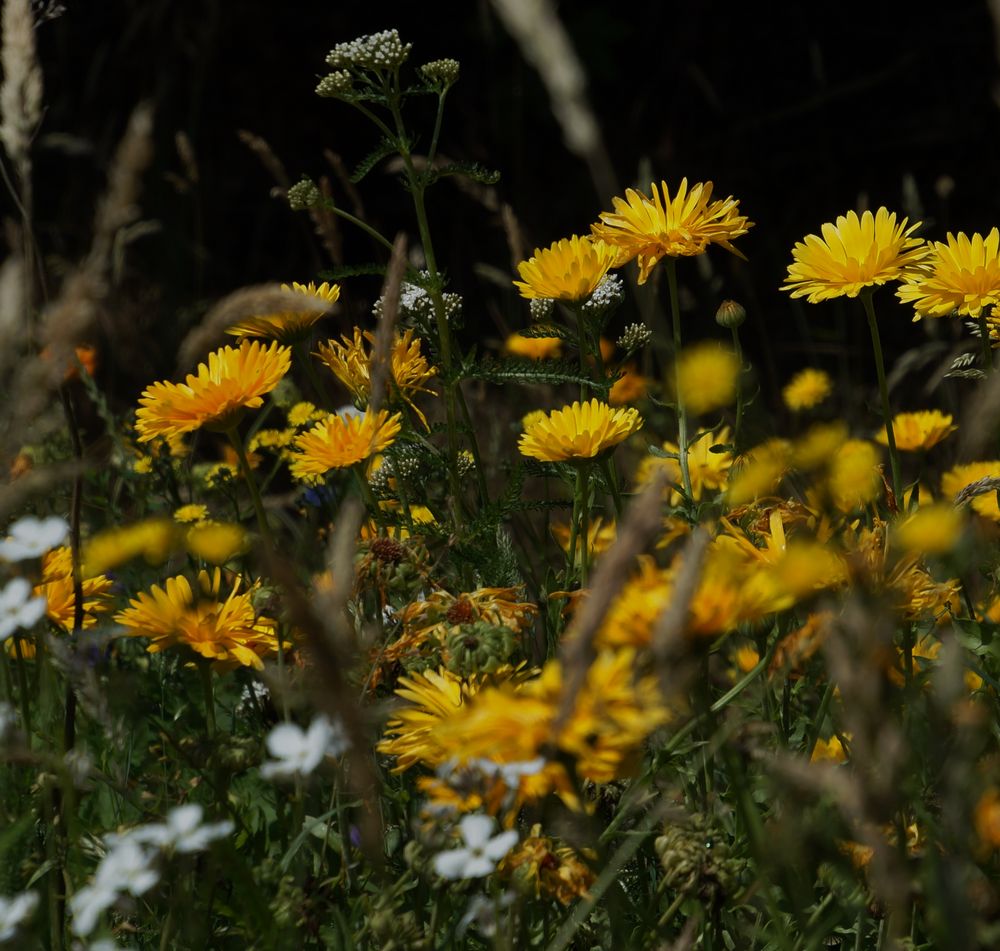 Wild-und  schön