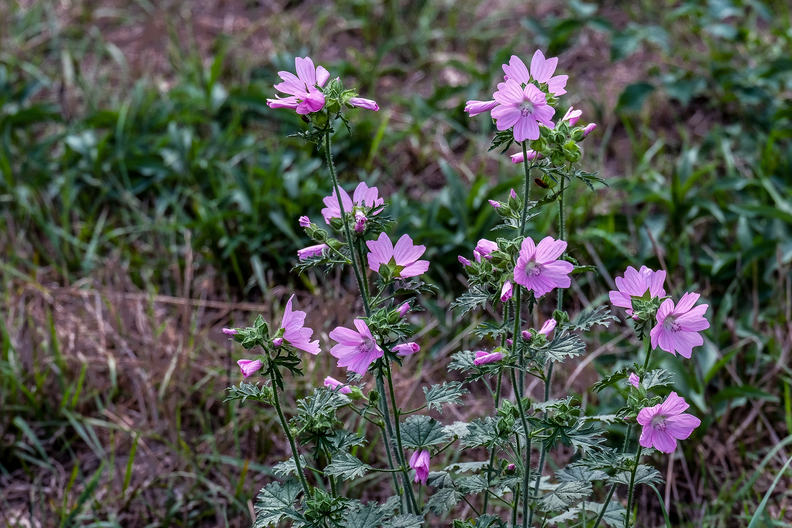 Wild und Schön