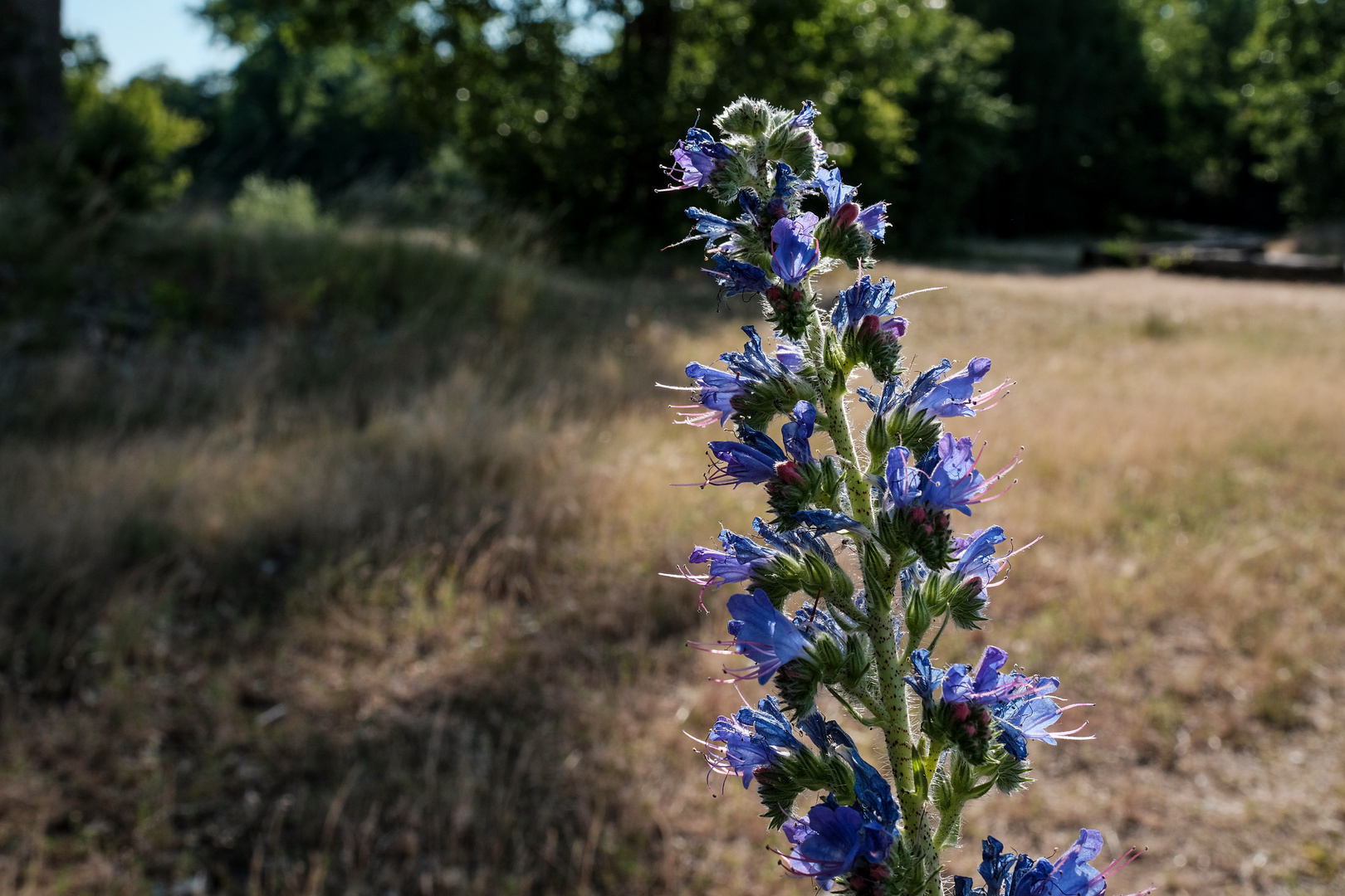 Wild und schön.