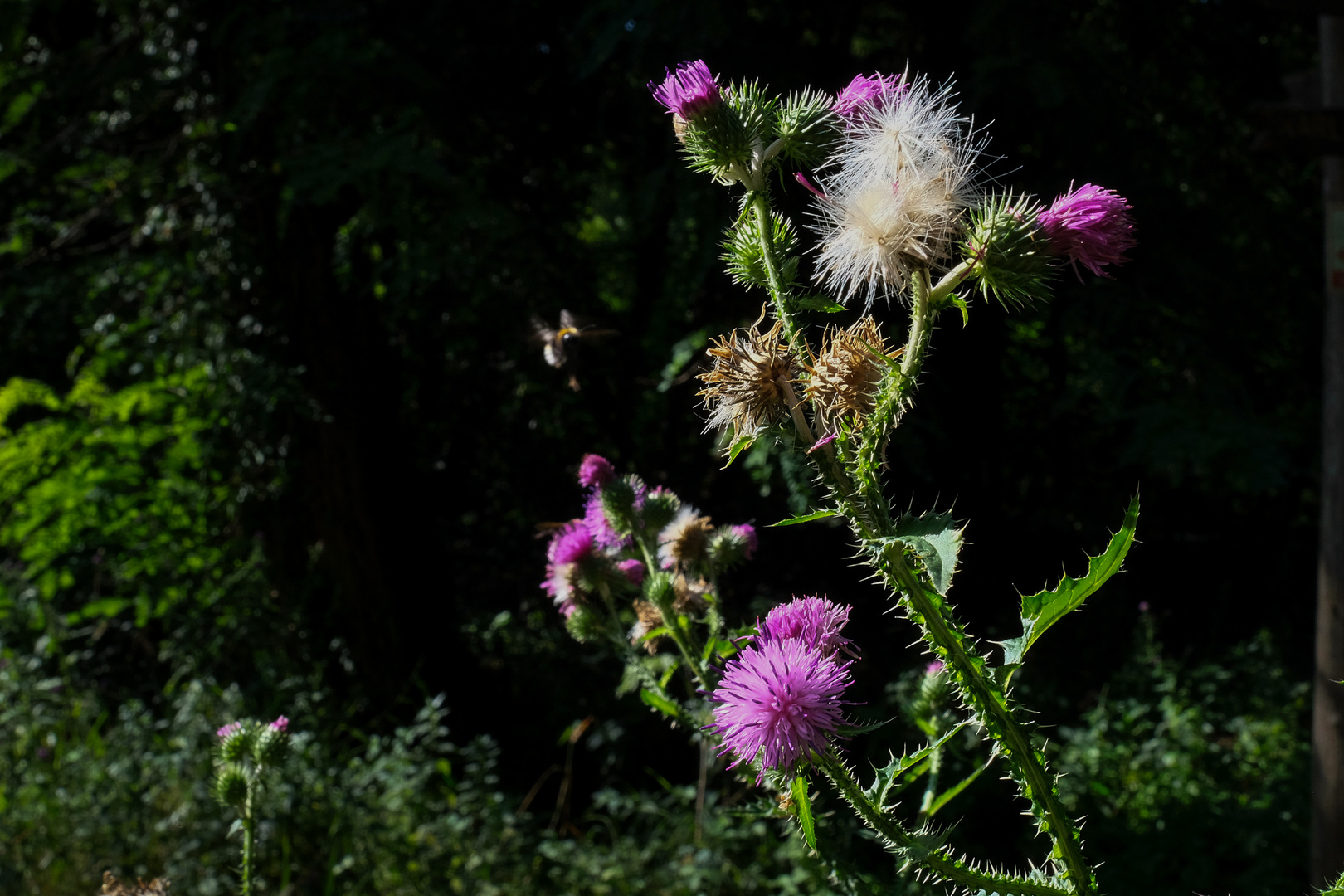 Wild und stachelig 