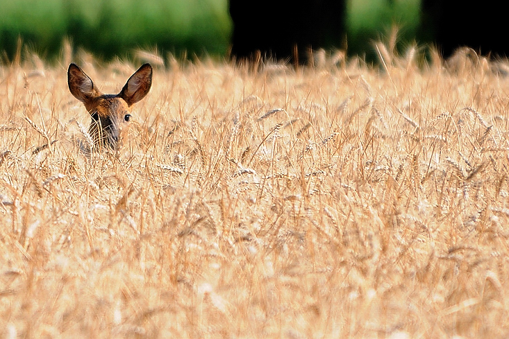 Wild und Weizen