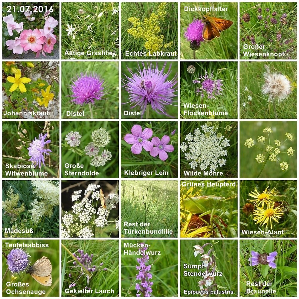 Wild und Wiesenpflanzen Foto & Bild natur, blüten, wildpflanzen