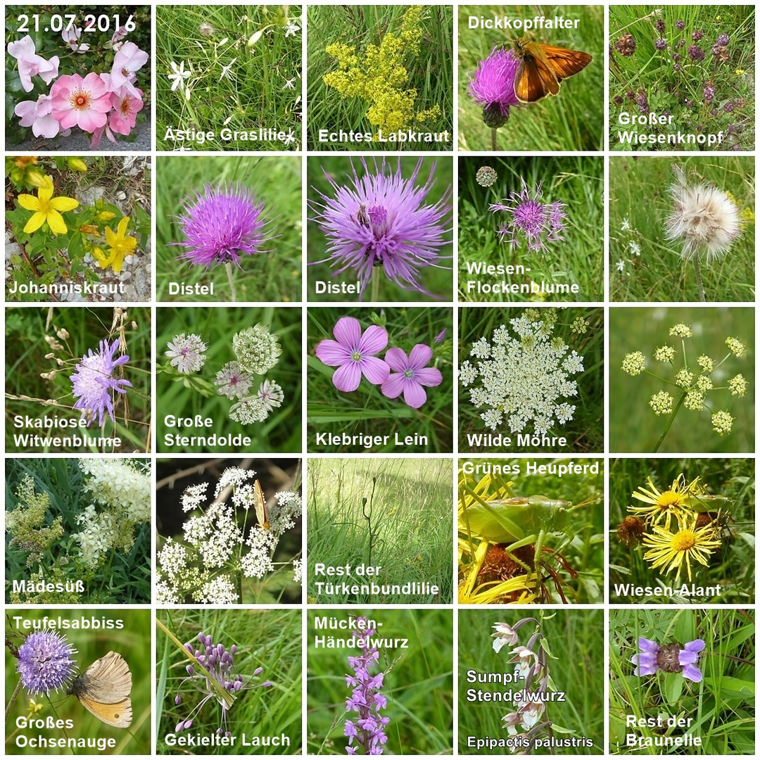 Wild und Wiesenpflanzen Foto & Bild natur, blüten, wildpflanzen