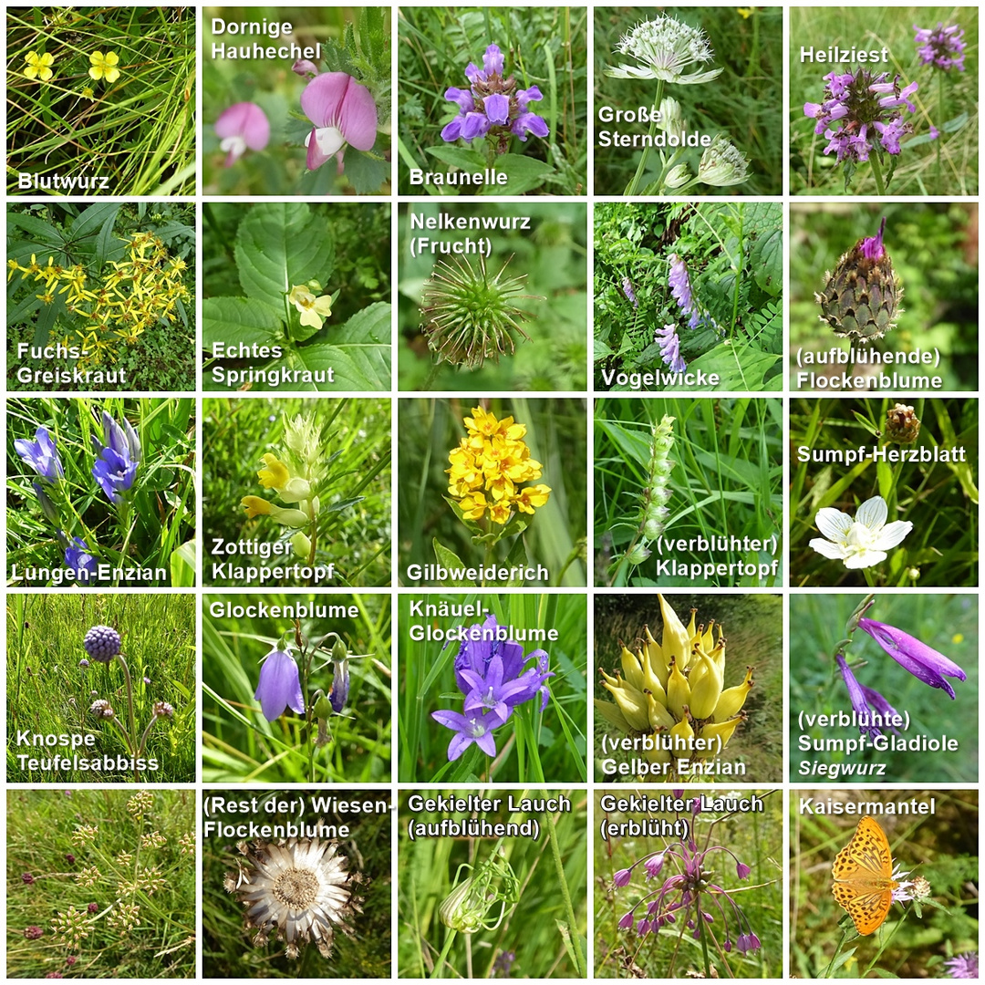 Wild und Wiesenpflanzen Foto & Bild natur, blüten, wildpflanzen