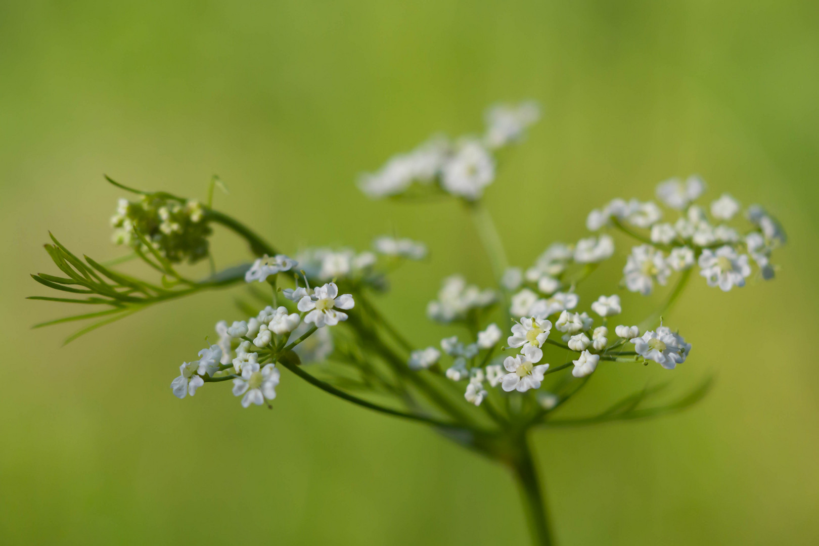 Wild und winzig