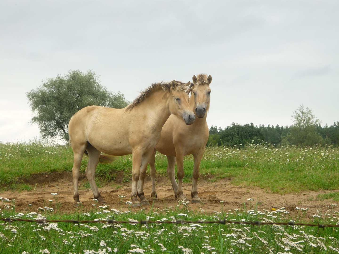 Wild und Zahm