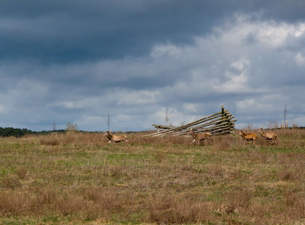 wild unterwegs