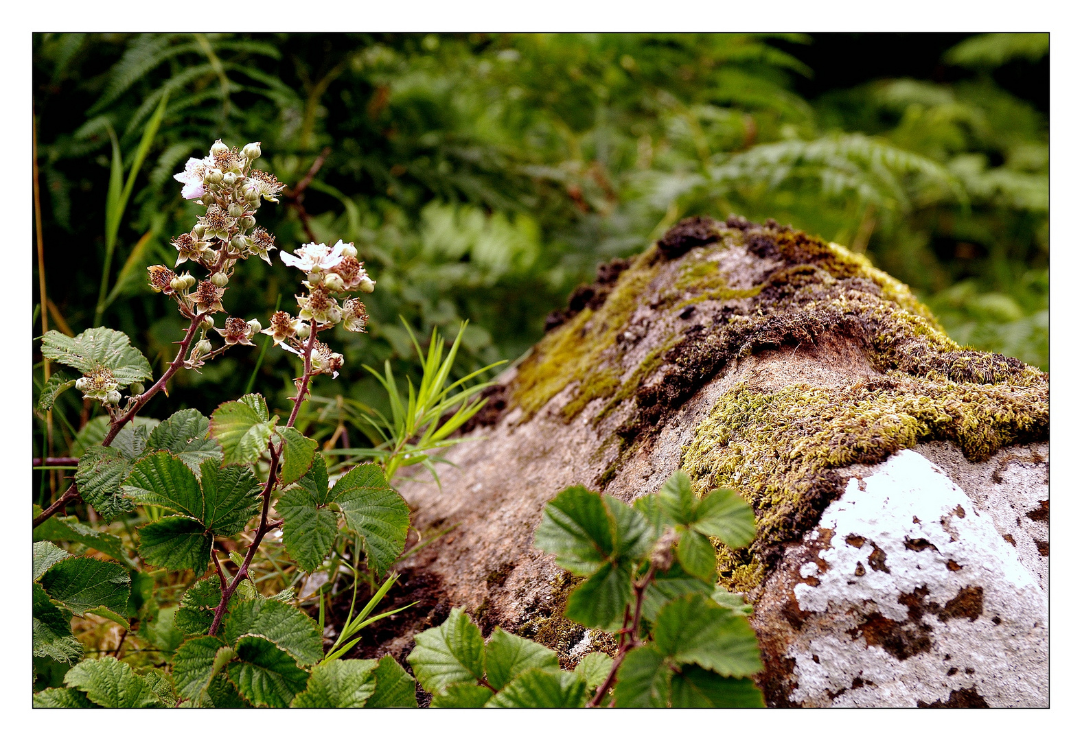 Wild & ursprünglich