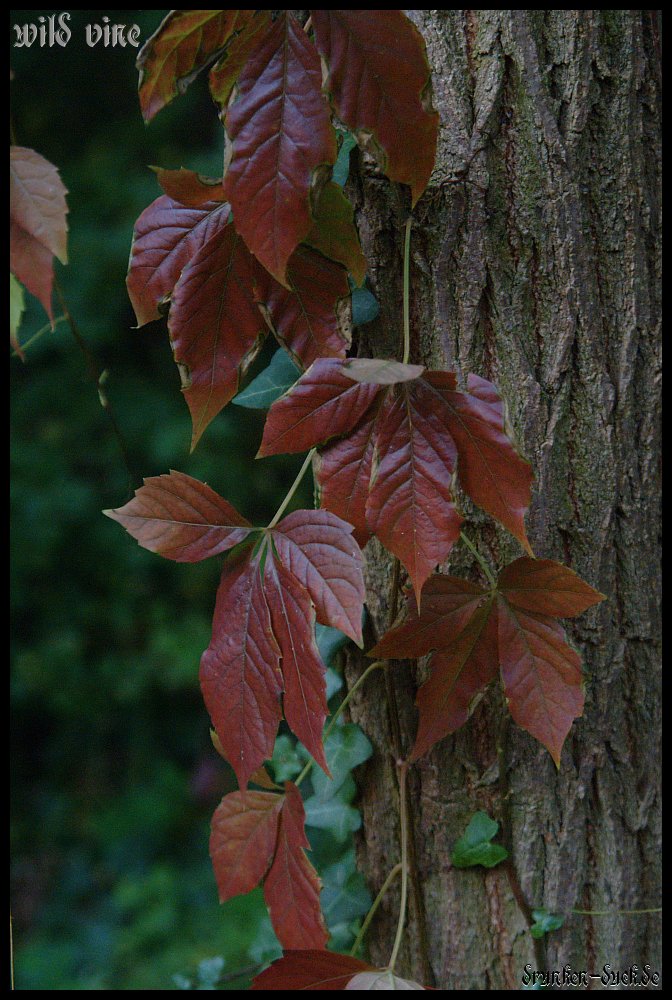 wild vine