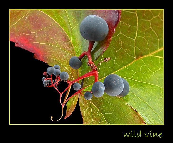 Wild vine