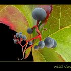 Wild vine