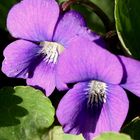 wild violets