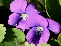 wild violets