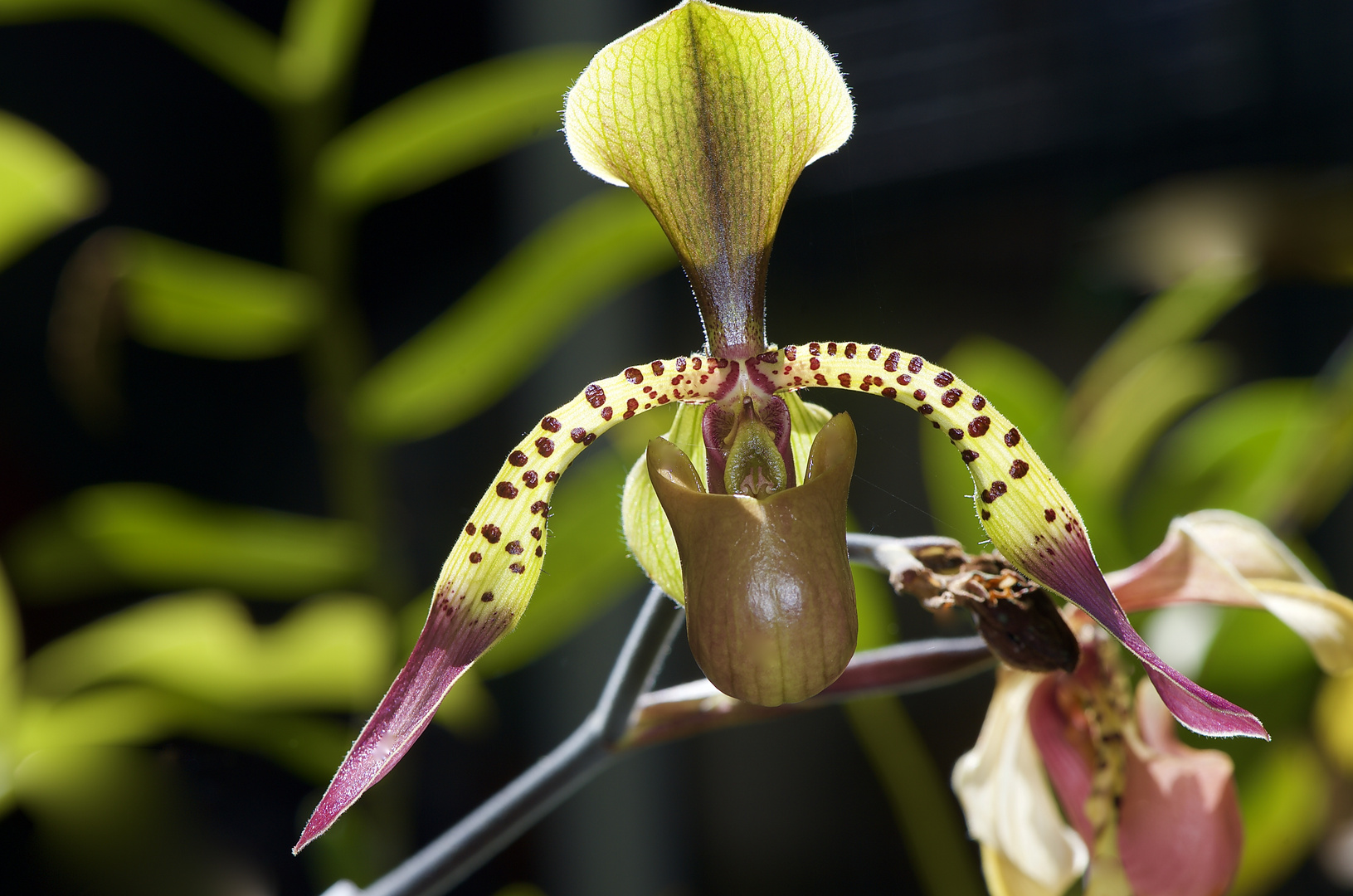 Wild wachender Orchidee , Borneo, Sabah.