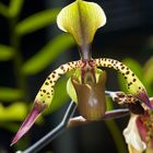 Wild wachender Orchidee , Borneo, Sabah.