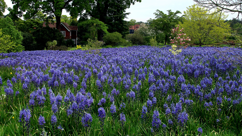 wild wachsend Camassia