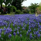 wild wachsend Camassia