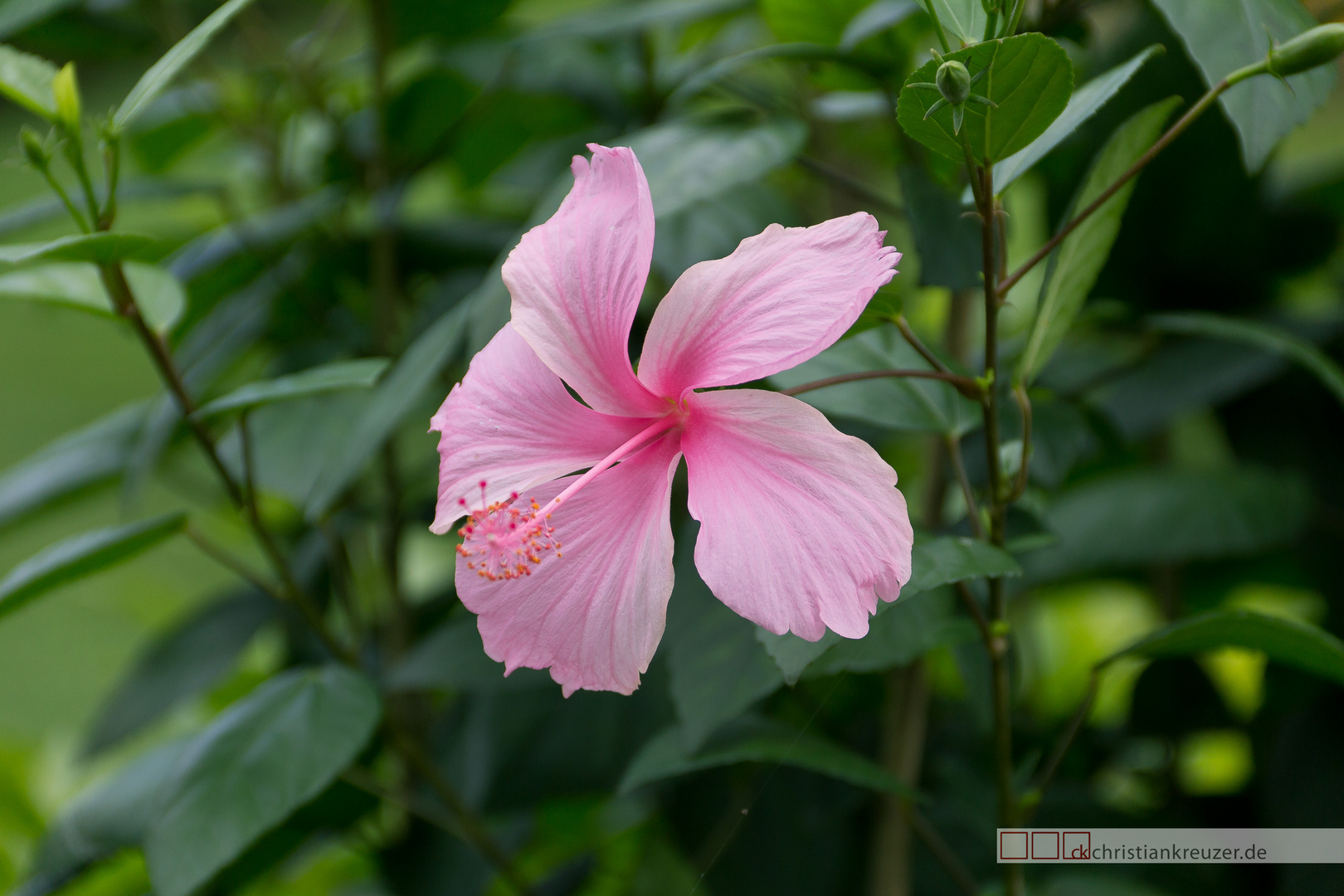 Wild wachsende Blume auf Jamaica 2