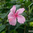 Wild wachsende Blume auf Jamaica 2