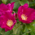 Wild wachsende Blume in Waldlichtung