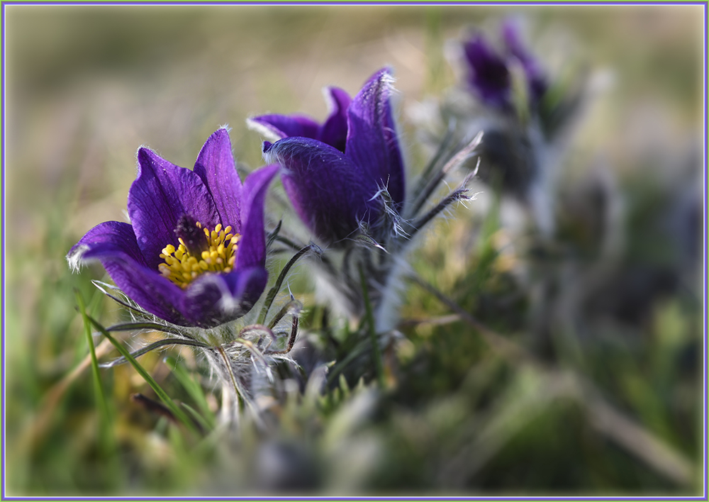 wild wachsende Küschenschelle