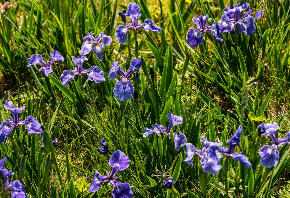 Wild wachsende Lilien          DSC_2502