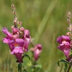 wild wachsende Löwenmäulchen