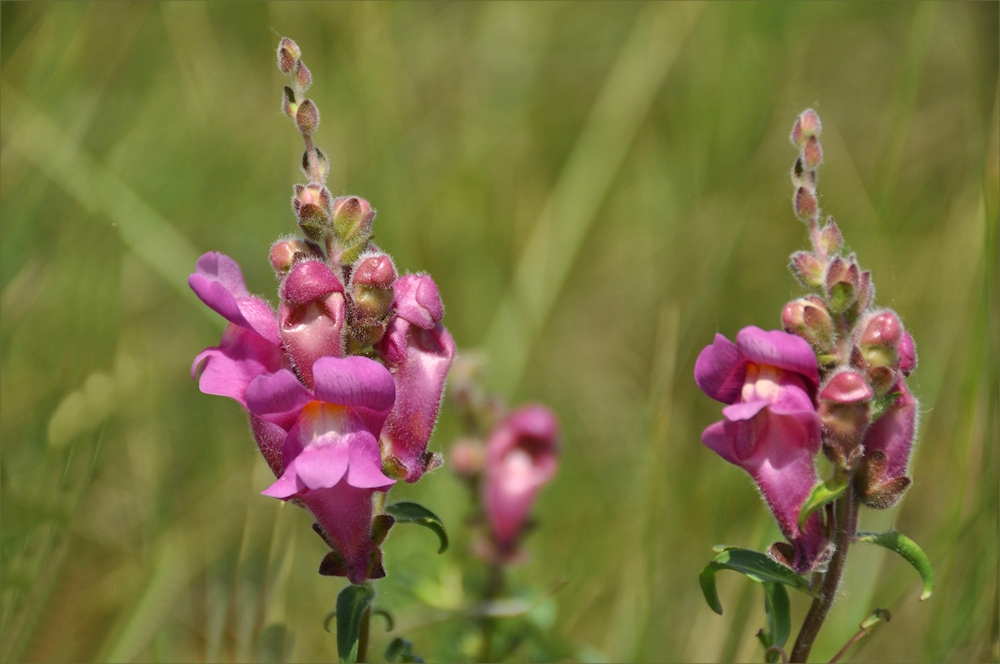 wild wachsende Löwenmäulchen