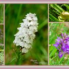 Wild wachsende Orchideen