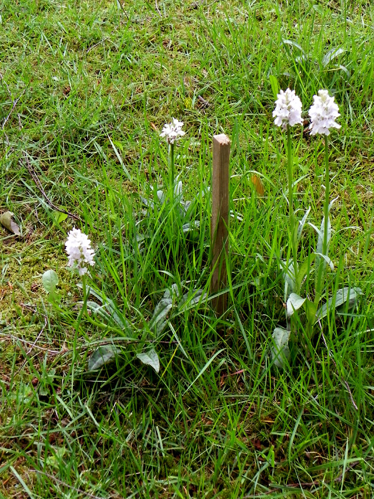 Wild wachsende Orchideen im meinem Rasen