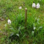 Wild wachsende Orchideen im meinem Rasen