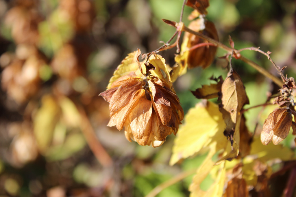 wild wachsender Hopfen 