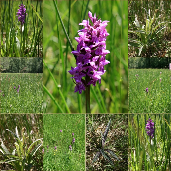 Wild wachsendes Breitblättriges Knabenkraut (Orchidee)