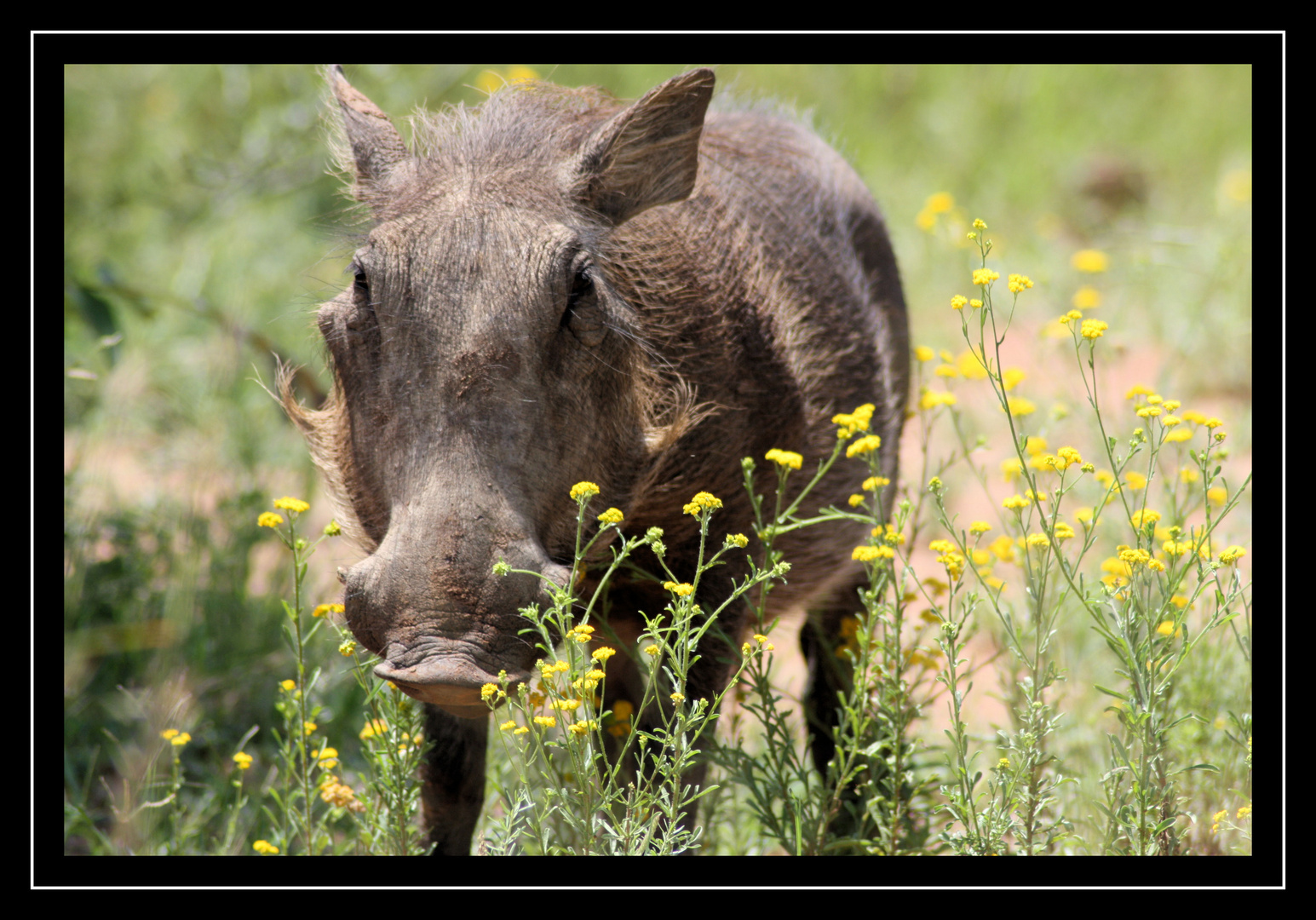 Wild warthog