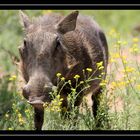 Wild warthog