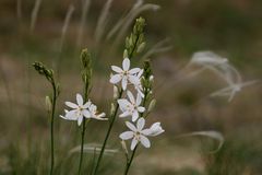 wild - weiß - filigran - Graslilie