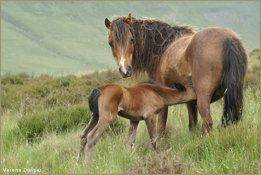 Wild Welsh I