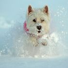 wild-west-highland-terrier