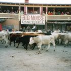 Wild West Show Pullman City Harz bild 2