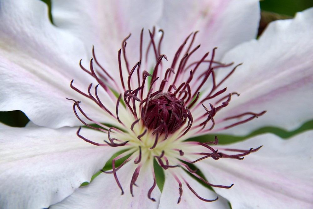 Wild white flower