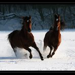 Wild, white fun