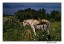 wild white horse von Luciano Cappellini 