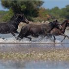 WILD WILD SARDINIA !!!!!!!!!!!!!