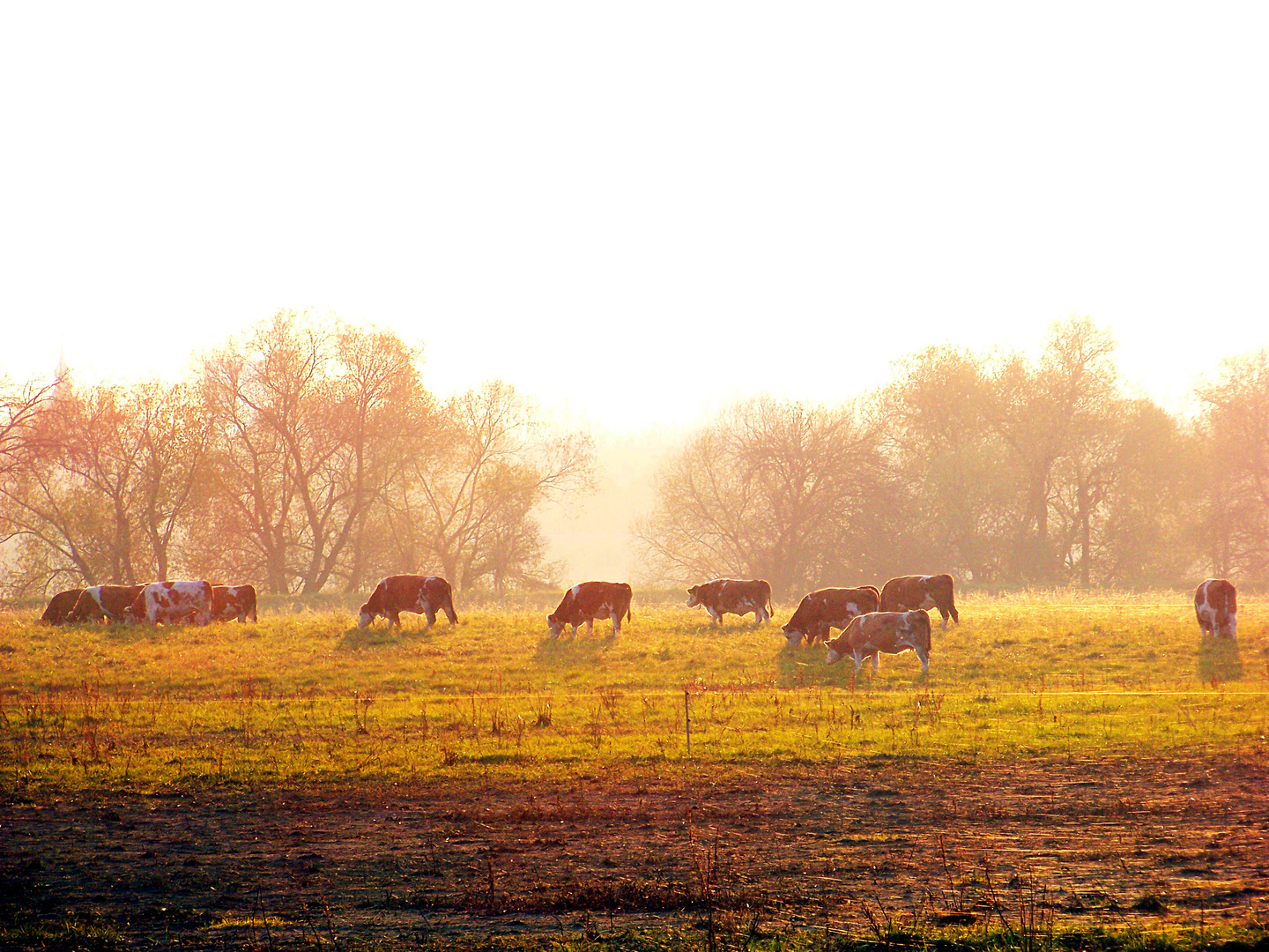 Wild Wild West