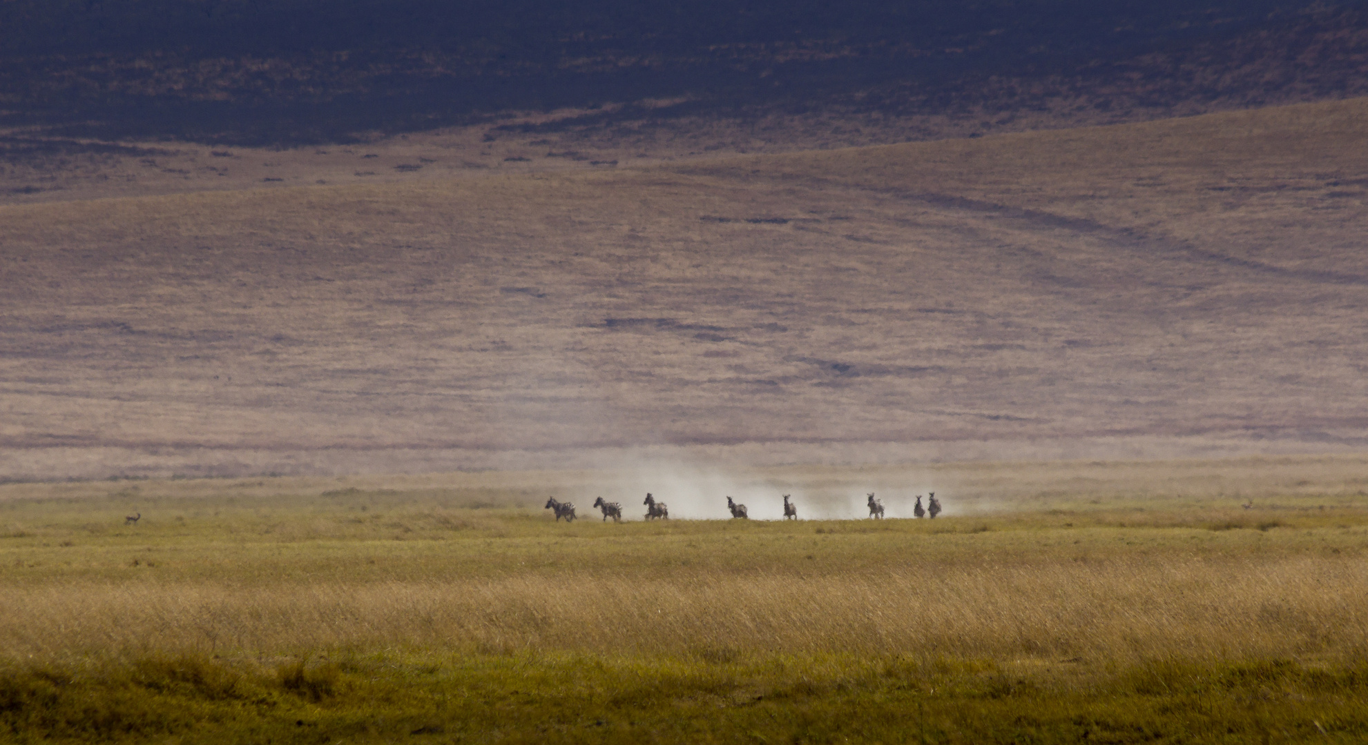 Wild, wild... Zebras!