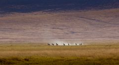 Wild, wild... Zebras!